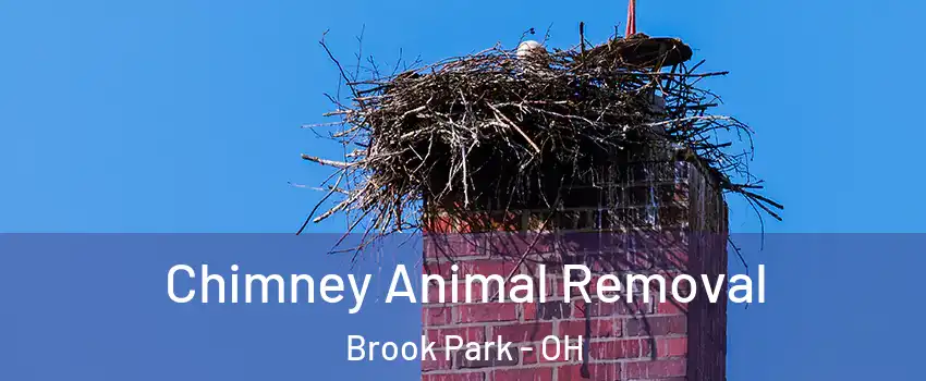  Chimney Animal Removal Brook Park - OH