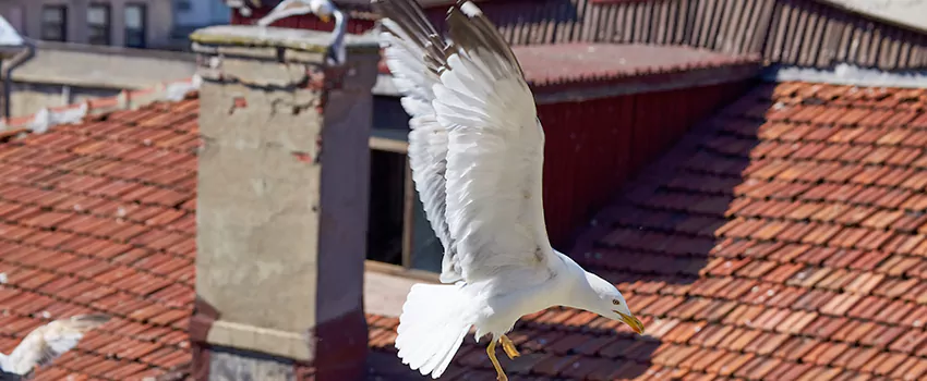 Residential Chimney Animal Removal Solution in Brook Park, OH